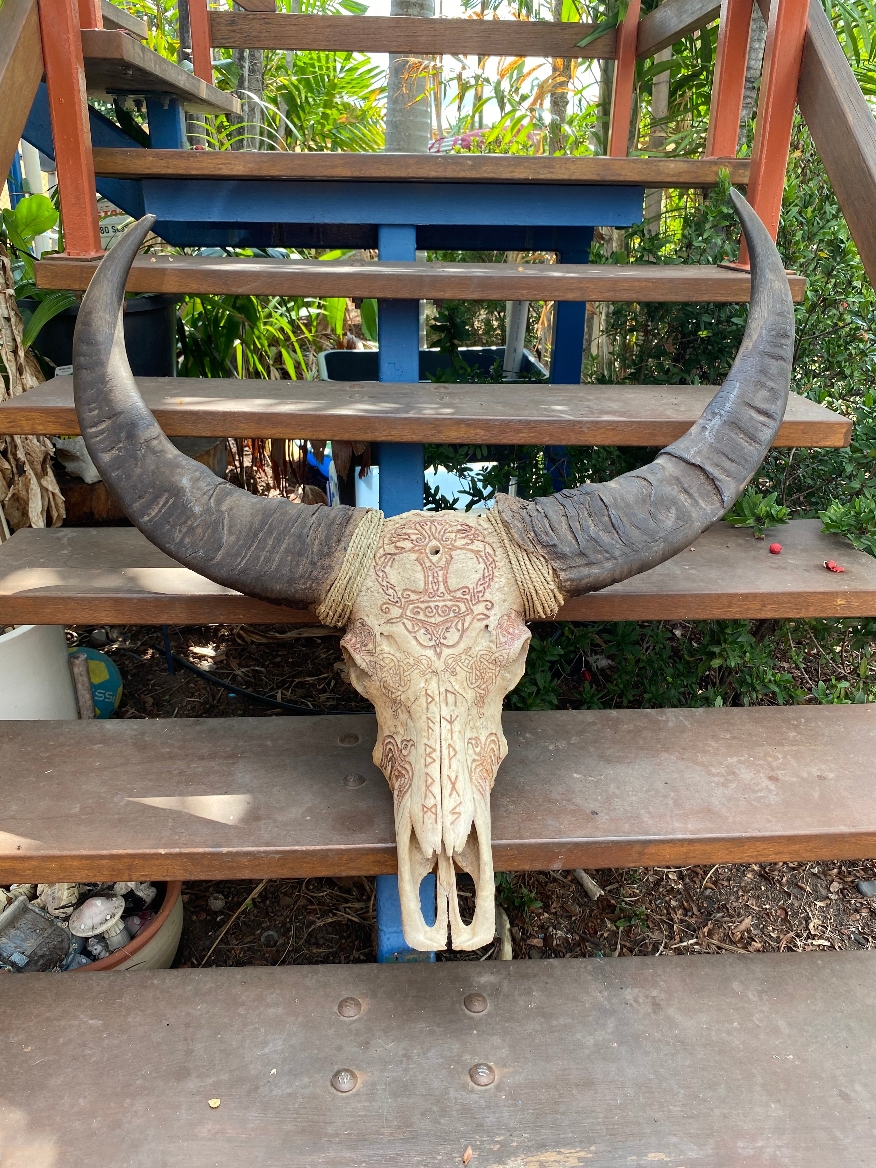 NT Buffalo Skull Carving
