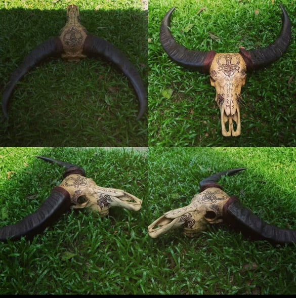 NT Buffalo Skull_